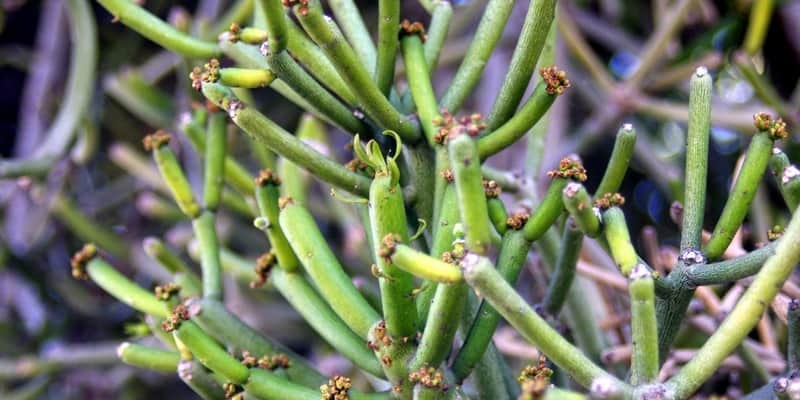 tanaman patah tulang