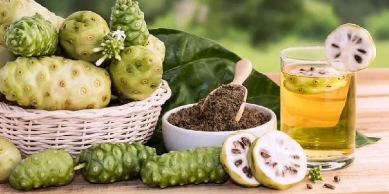 tanaman noni pembunuh sel kanker