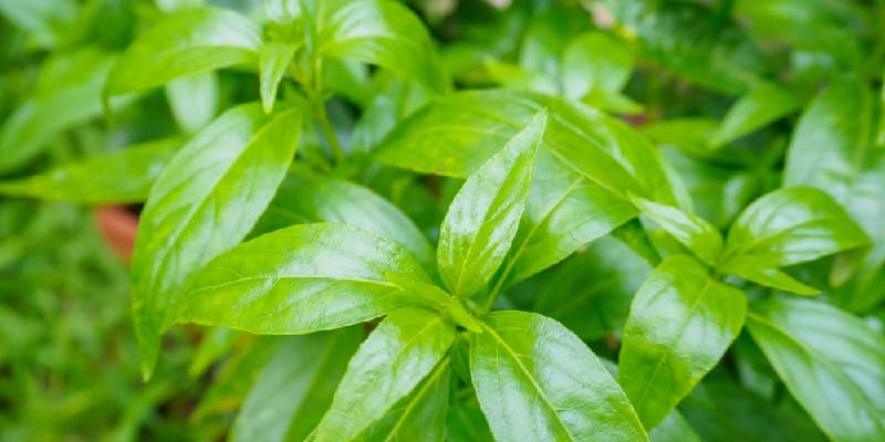 resep herbal TBC tuberkulosis dari sambiloto