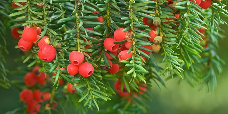 tanaman pembunuh sel kanker