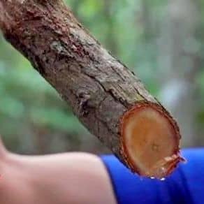 Kayu Bajakah Kalimantan (Repro bidik layar YouTube Kompas TV)