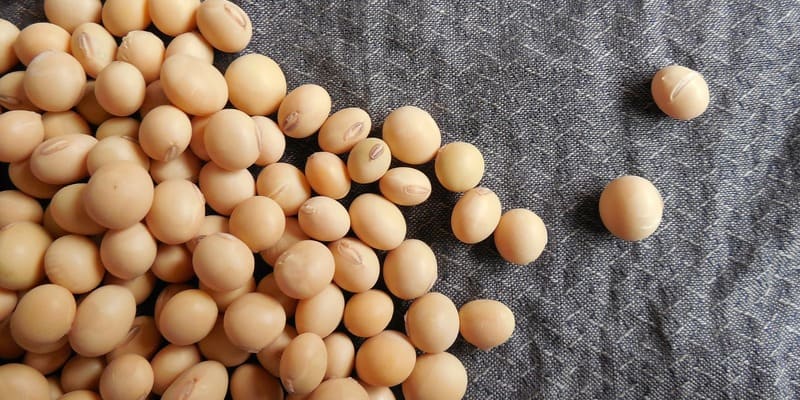 Kedelai, Tanaman Pencegah Kanker