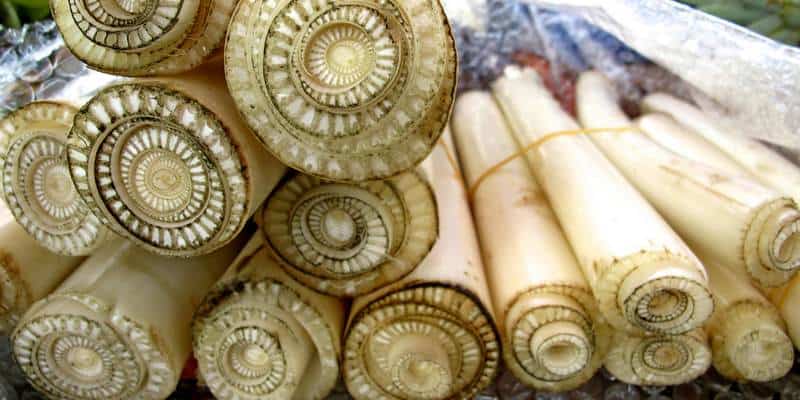 pelepah pisang untuk ramuan herbal radang ginjal