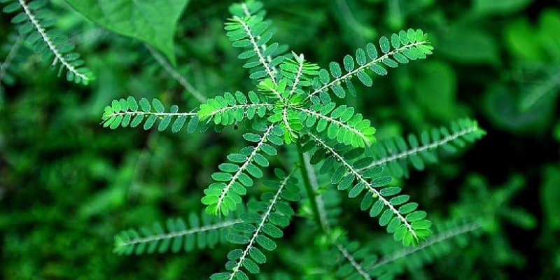 meniran untuk pengobatan radang ginjal