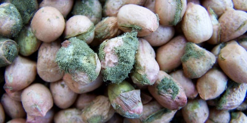 Aflatoksin pada Kacang Tanah