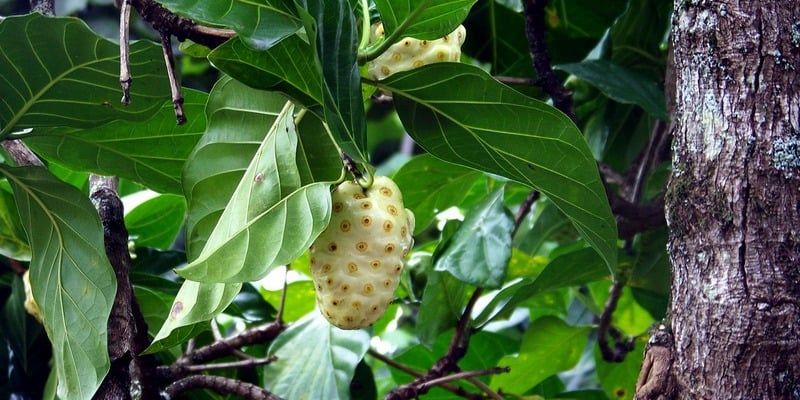 Buah Noni, Alternatif Obat Kolesterol di Apotik k24