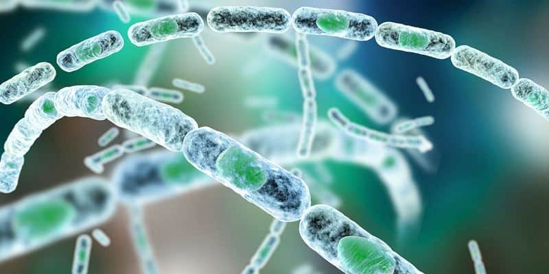 Ilustrasi Bakteri Penyebab Antraks