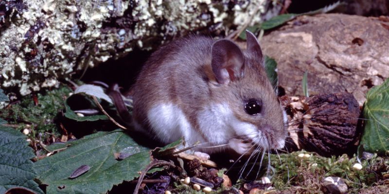 Ilustrasi Penyebab Penyakit Hantavirus