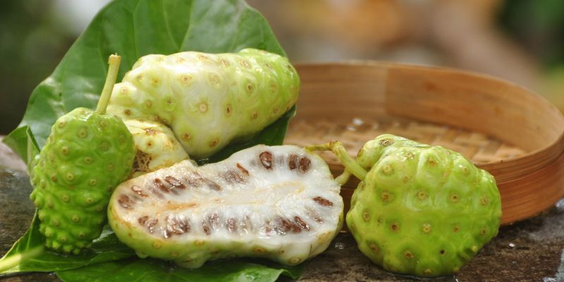 Noni Juice sebagai Herbal Myalgic Encephalomyelitis