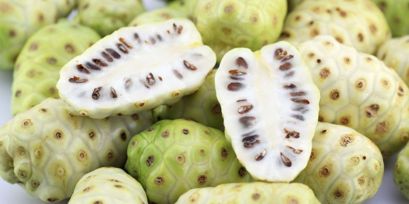 Noni Juice sebagai Herbal Multiple Sclerosis