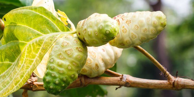Noni Juice sebagai Herbal Stroke