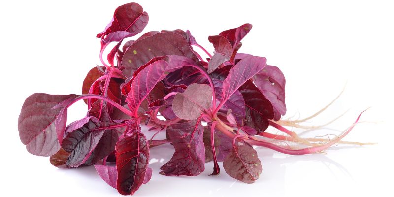 Photo by sIlustrasi Manfaat Bayam Merah bagi Kesehatanommail from Getty Images via Canva