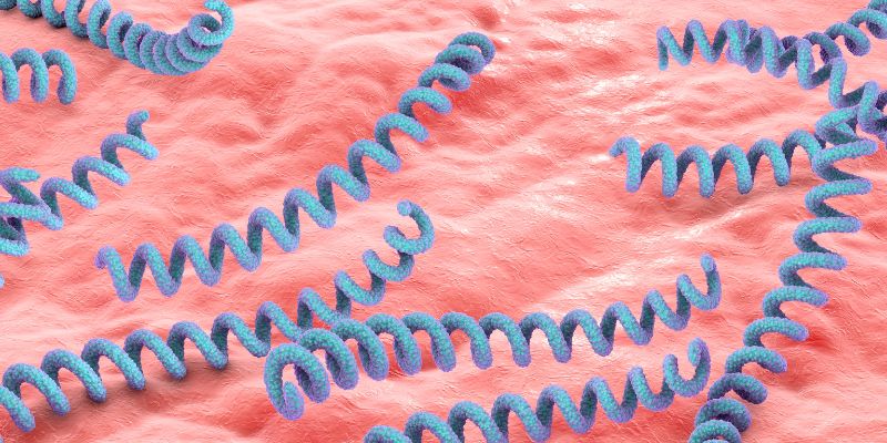 Ilustrasi bakteri penyebab sifilis, Treponema pallidium