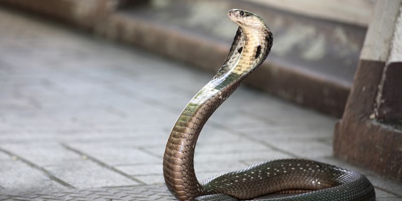 Ular Lanang atau King Cobra