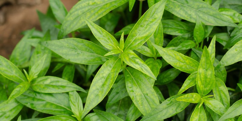 Daun Sambiloto untuk Reamuan Herbal Kudis