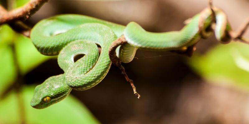 Ular Hijau Ekor Merah