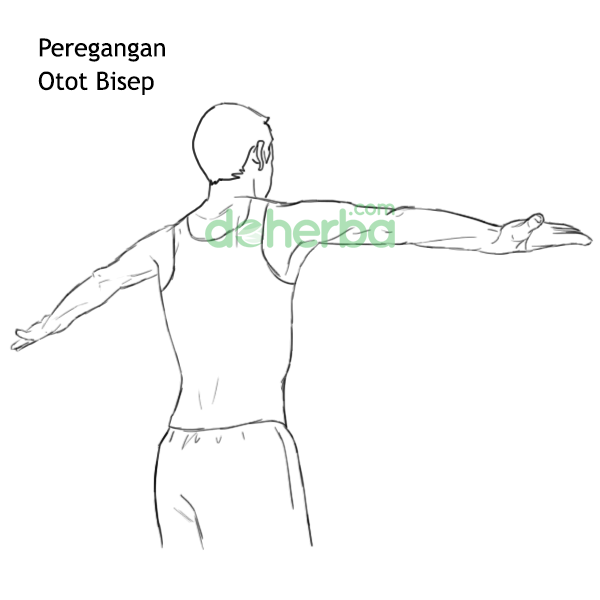 Gerakan Peregangan Otot Bisep
