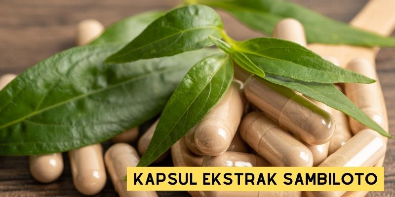 Ilustrasi Ekstrak Sambiloto
