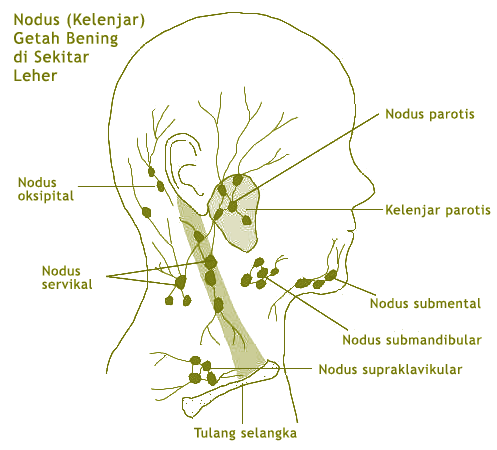 Ilustrasi Kelenjar Getah Bening di Sekitar Leher