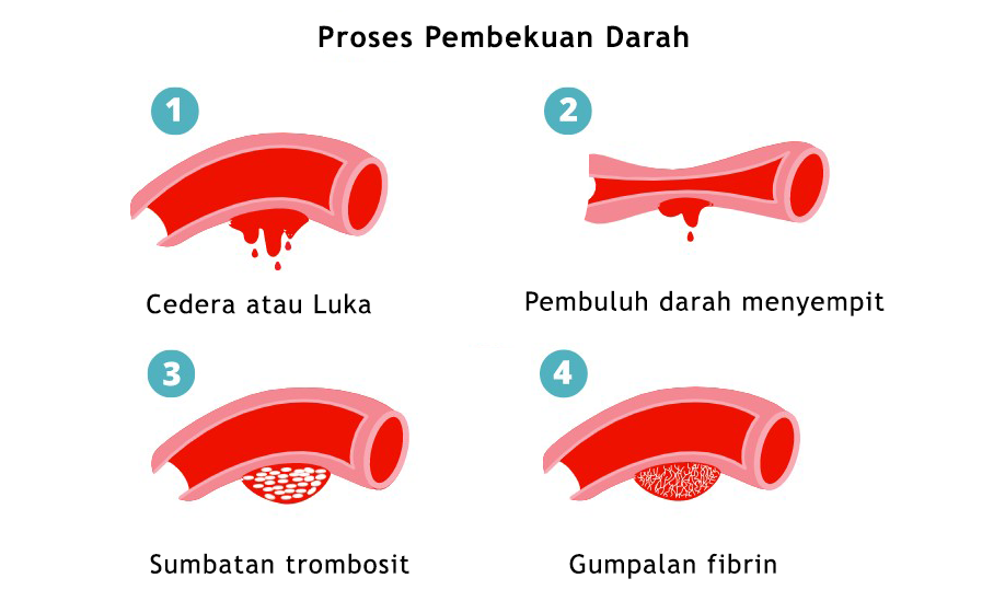 Proses Pembekuan Darah