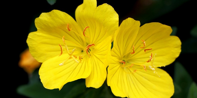 Alternatif Alami untuk Obat Neuropati Perifer