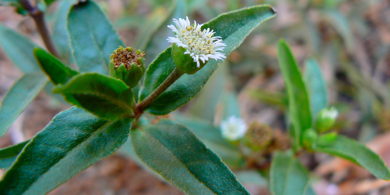 Urang-Aring untuk Obat Koreng di Kepala