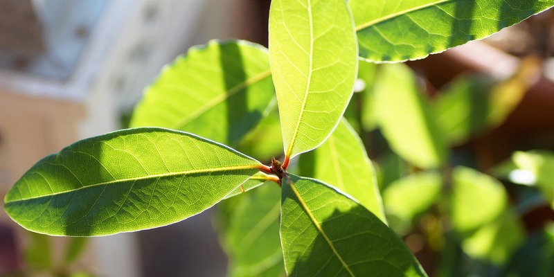 Ilustrasi Rebusan Daun Salam untuk Darah Tinggi