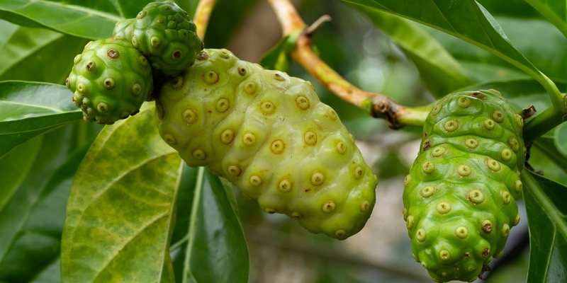 Apakah Saraf Kejepit di Leher Bisa Sembuh dengan Noni Juice?