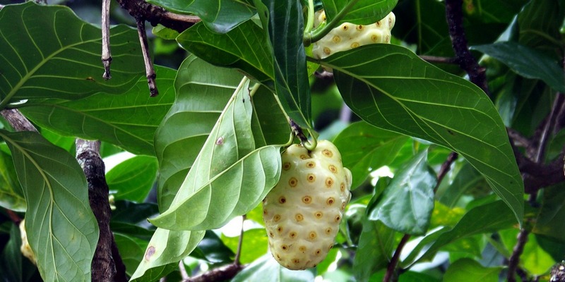 Herbal Noni Juice untuk Obat Nyeri Sendi Lutut