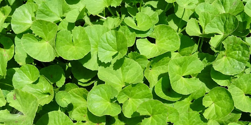 Aternatif Obat Keputihan di Apotik Kimia Farma