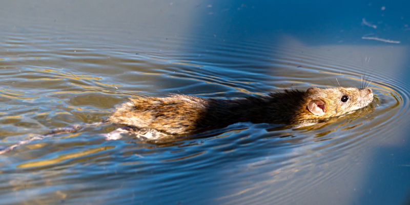 Ilustrasi penularan leptospirosis melalui apa