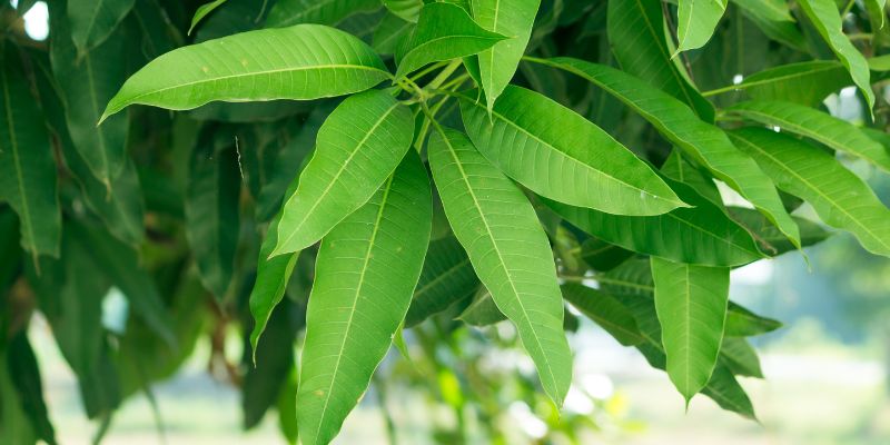 Ilustrasi Kandungan Daun Mangga