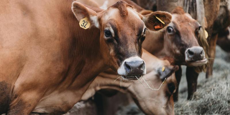 Ilustrasi Apa Efek Samping Terlalu Banyak Makan Daging Sapi
