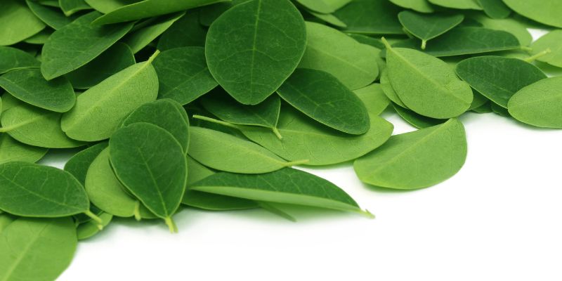 Ilustrasi Cara Merebus Daun Kelor untuk Gula Darah