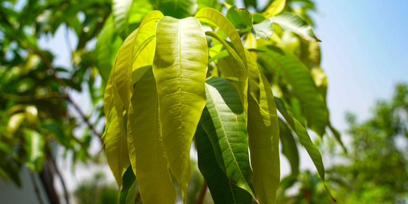 Ilustrasi Cara Merebus Daun Mangga untuk Gula Darah