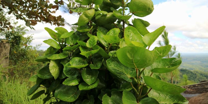 Ilustrasi cara membuat minyak rambut dari daun mangkokan