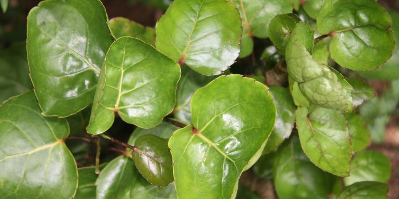 Ilustrasi cara menggunakan daun mangkokan untuk rambut