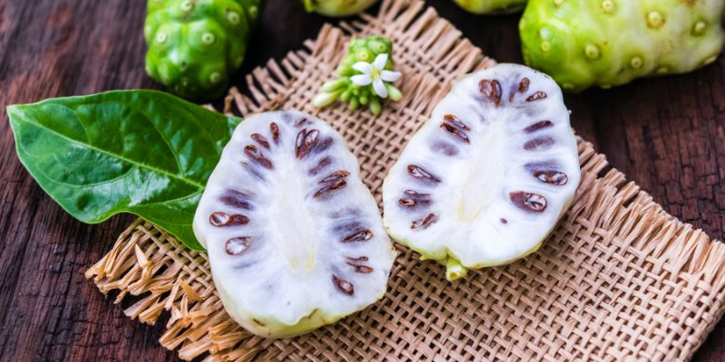 Buah Noni, pilihan herbal untuk produktivitas